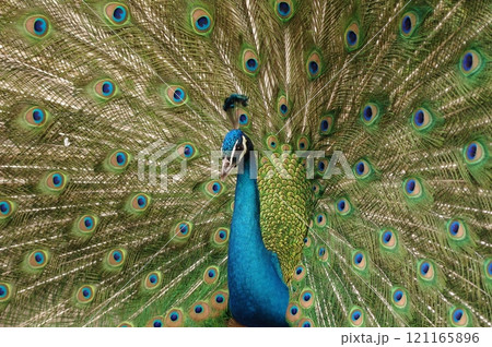 豪華な青緑色の目玉模様サムライブルーの孔雀 121165896