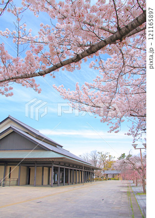 愛知県名古屋市、名古屋能楽堂と満開の桜の風景 121165897