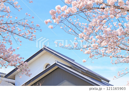 愛知県名古屋市、名古屋能楽堂と満開の桜の風景 愛知県名古屋市、名古屋能楽堂と満開の桜の風景 121165903