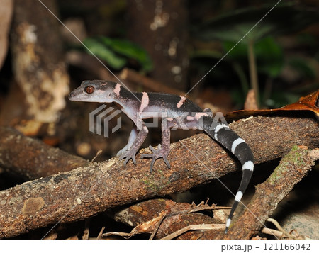 オビトカゲモドキ 121166042
