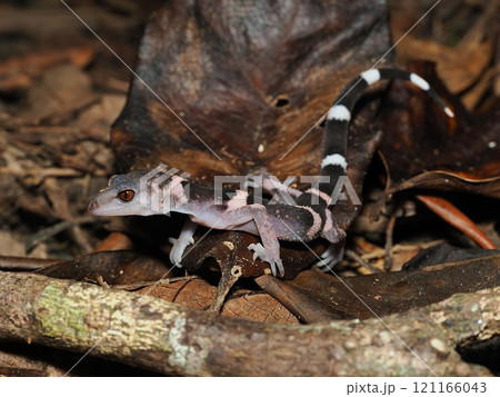 オビトカゲモドキ 121166043