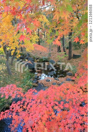 東京都千代田区　北の丸公園のもみじ 121166088