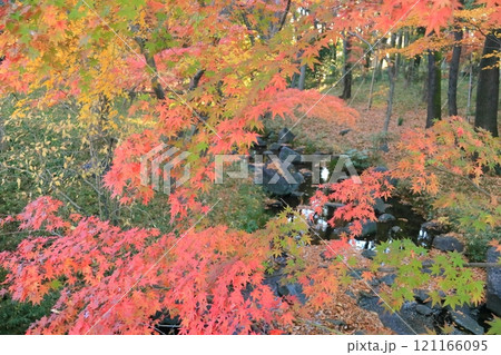 東京都千代田区　北の丸公園のもみじ 121166095