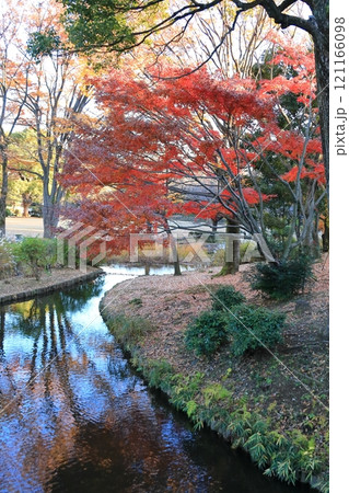 東京都千代田区 北の丸公園のもみじ 東京都千代田区 北の丸公園のもみじ 121166098