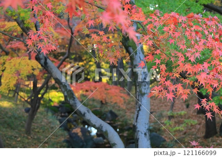 東京都千代田区　北の丸公園のもみじ 121166099