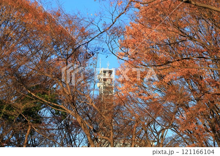 東京都千代田区 北の丸公園のもみじ 東京都千代田区 北の丸公園のもみじ 121166104