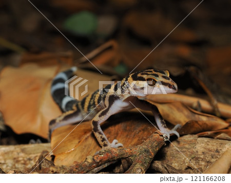 マダラトカゲモドキ マダラトカゲモドキ 121166208
