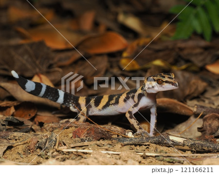 マダラトカゲモドキ マダラトカゲモドキ 121166211