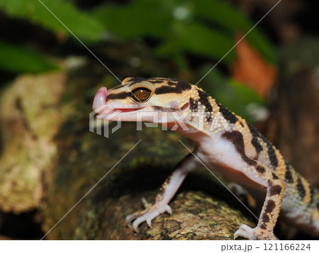 マダラトカゲモドキ 121166224