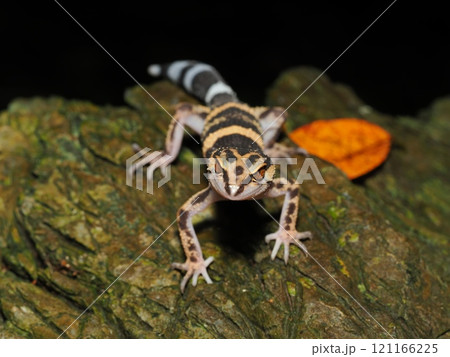 マダラトカゲモドキ マダラトカゲモドキ 121166225