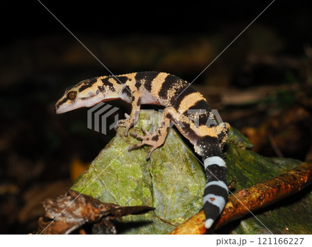 マダラトカゲモドキ 121166227