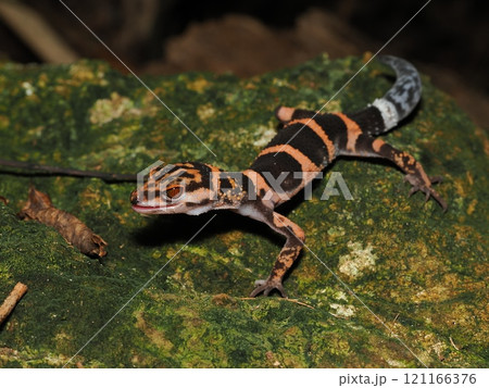 イヘヤトカゲモドキ 121166376