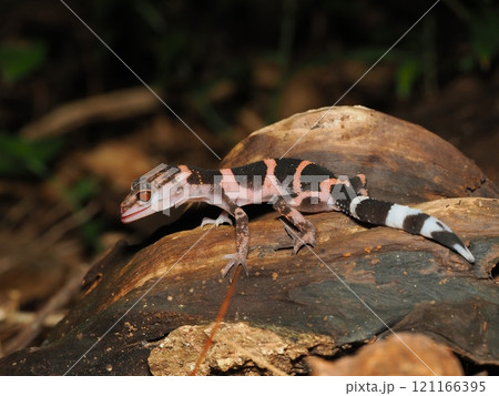 イヘヤトカゲモドキ イヘヤトカゲモドキ 121166395