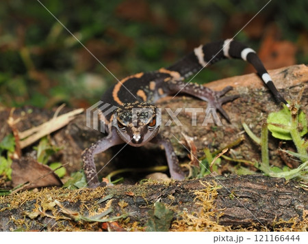 クロイワトカゲモドキ クロイワトカゲモドキ 121166444