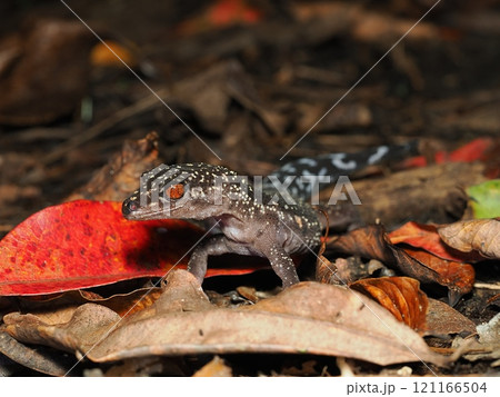 ヤンバルトカゲモドキ 121166504