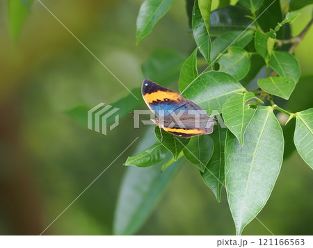 コノハチョウ コノハチョウ 121166563