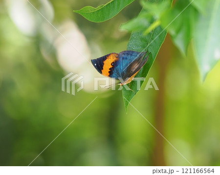 コノハチョウ 121166564