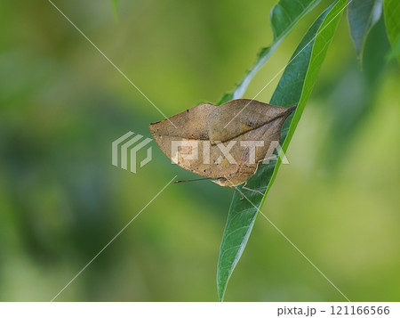 コノハチョウ 121166566