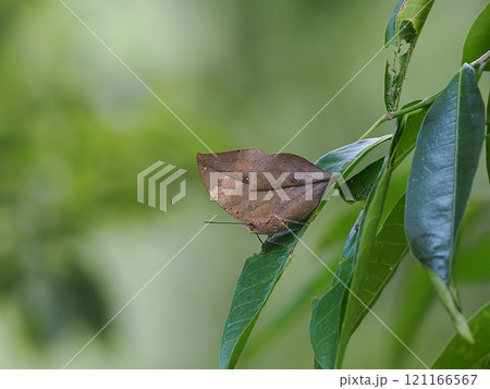 コノハチョウ 121166567