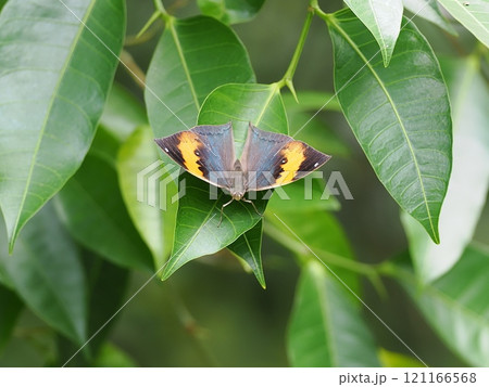 コノハチョウ コノハチョウ 121166568