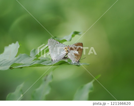 キリシマミドリシジミ キリシマミドリシジミ 121166620
