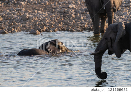 Bathing Elephants in Etosha Bathing Elephants in Etosha 121166681