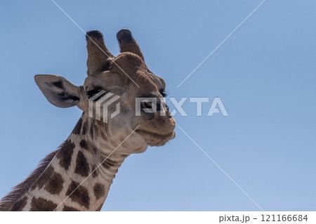 Close-up of an african Giraffe 121166684