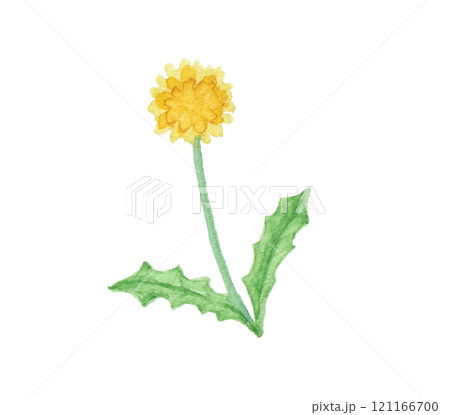 水彩絵の具で描いた春の野原の花　たんぽぽ 121166700