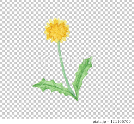 春田花蒲公英畫水彩 春田花蒲公英畫水彩 121166700