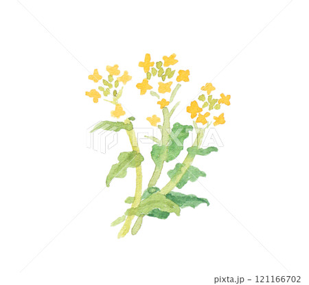 水彩絵の具で描いた春の野原の花　菜の花 121166702
