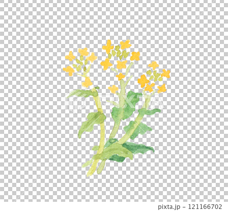 水彩絵の具で描いた春の野原の花　菜の花 121166702