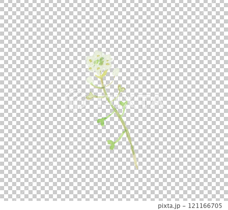 Spring field flower painted with watercolors: Shepherd's purse 121166705