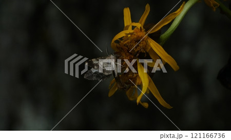 マルバダケブキの蜜を吸うシロシタオビエダシャク 121166736