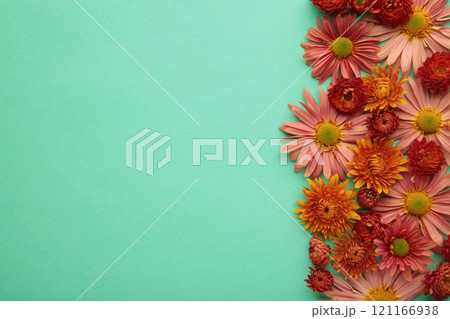 Pink Chrysanthemum flowers on mint background. Top view Pink Chrysanthemum flowers on mint background. Top view 121166938