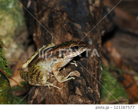 アマミハナサキガエル アマミハナサキガエル 121167577