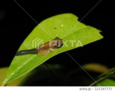 ハロウェルアマガエル 121167772