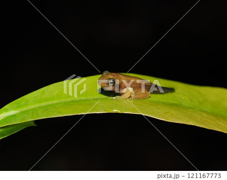 ハロウェルアマガエル 121167773