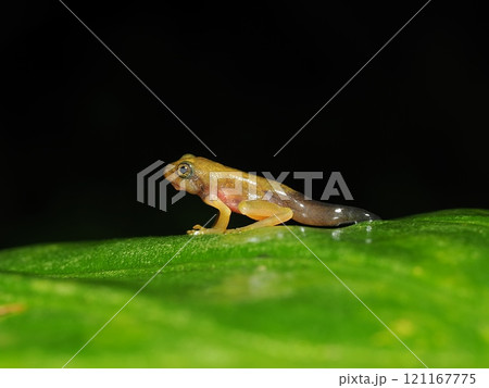 ハロウェルアマガエル ハロウェルアマガエル 121167775