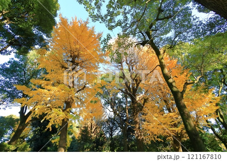 黄葉した銀杏並木 北の丸公園 黄葉した銀杏並木 北の丸公園 121167810