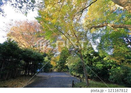 黄葉した銀杏並木 北の丸公園 黄葉した銀杏並木 北の丸公園 121167812