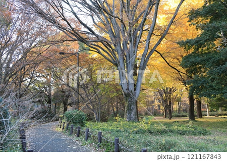 黄葉した銀杏並木 北の丸公園 黄葉した銀杏並木 北の丸公園 121167843