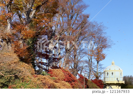 ロマンチック茨城(水戸城の外堀を支える木々、晩秋の風に散る。奥には国指定文化財の低区配水塔。)水戸市 ロマンチック茨城(水戸城の外堀を支える木々、晩秋の風に散る。奥には国指定文化財の低区配水塔。)水戸市 121167933