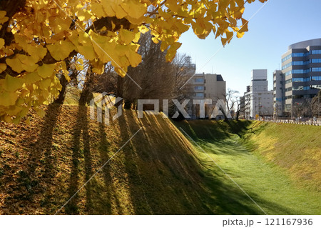 ロマンチック茨城(昼下がり銀杏の落ち葉で金色に染まる外堀。三の丸旧茨城県庁舎の水戸城の空堀跡です。) ロマンチック茨城(昼下がり銀杏の落ち葉で金色に染まる外堀。三の丸旧茨城県庁舎の水戸城の空堀跡です。) 121167936