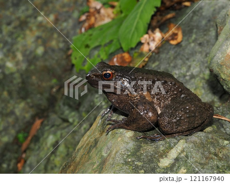 オットンガエル 121167940