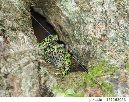 アマミイシカワガエル 121168038