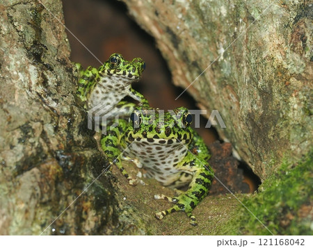 アマミイシカワガエル 121168042