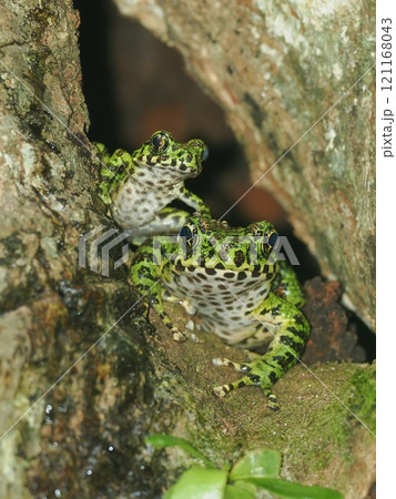 アマミイシカワガエル アマミイシカワガエル 121168043