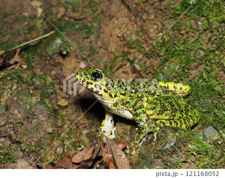 アマミイシカワガエル 121168052