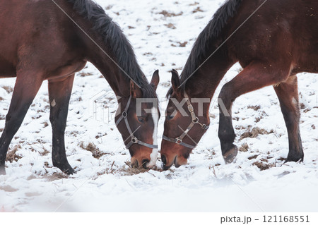雪が積もる中二人で仲良く牧草を食べる馬のカップル 121168551