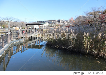 岸根公園 篠原池（横浜市港北区） 121168564